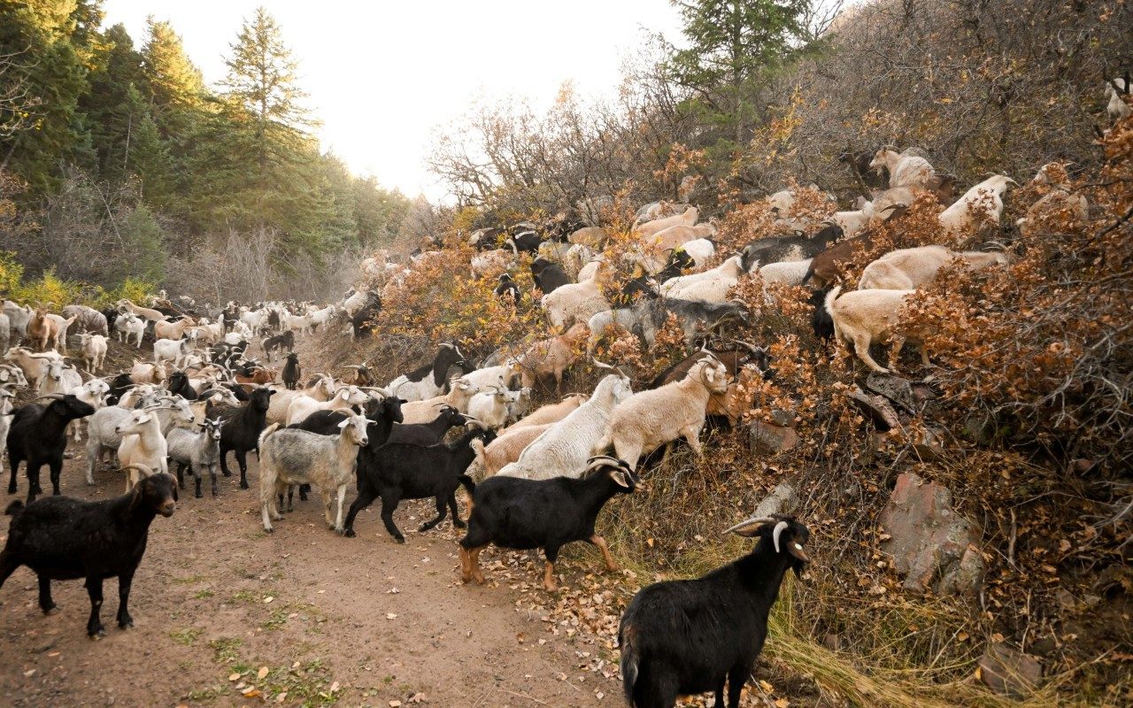 a herd of goats at lockheed martin space's littleton colorado facility eating vegetation to aid in wildfire mitigation